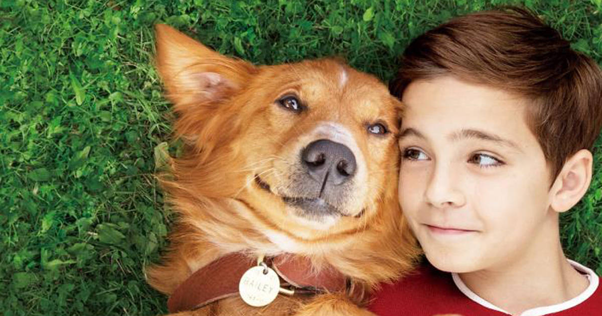 『僕のワンダフル・ライフ』 | 愛犬家の願望が詰まった生まれ変わりに涙