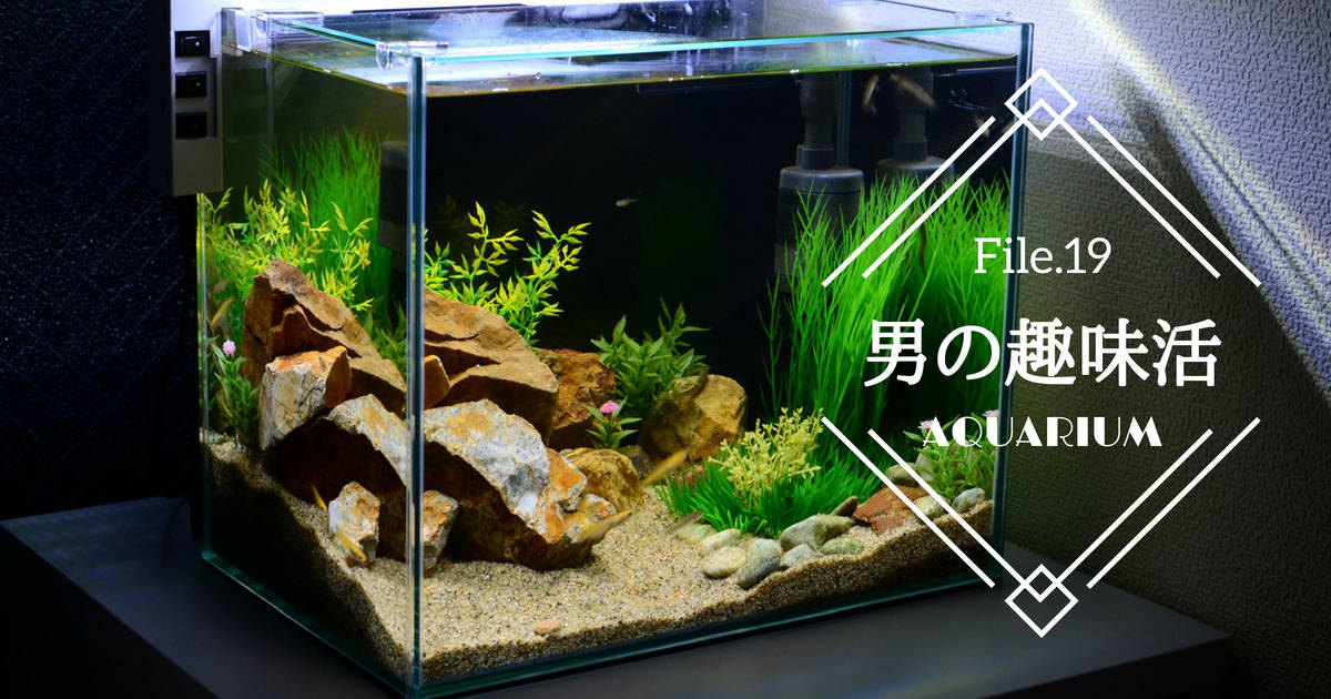 熱帯魚と水草の小宇宙──初心者でも大丈夫！癒しのアクアリウム【男の趣味活】