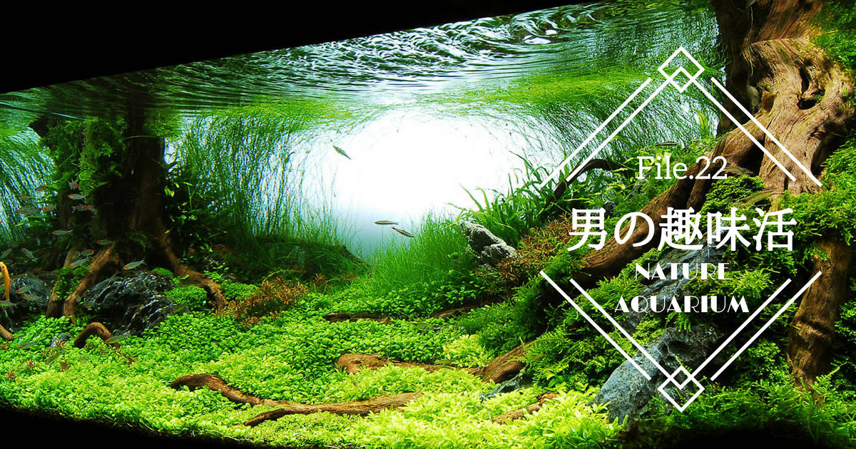 水草の芸術！ネイチャーアクアリウムで水槽に自然を再現しよう【男の趣味活】