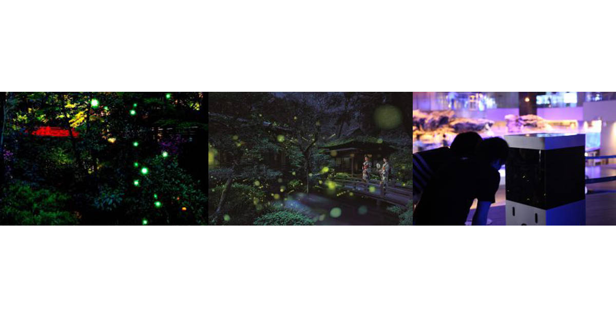 ホタルを見に行こう！都内とっておきの観賞スポット３選（東京）