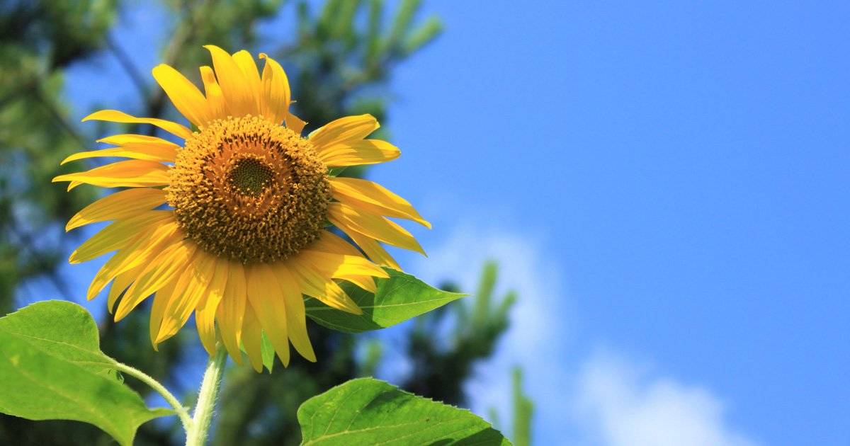 パパに求められるサポートはコレ！知っておきたい「夏休みのママと子どもの過ごし方」