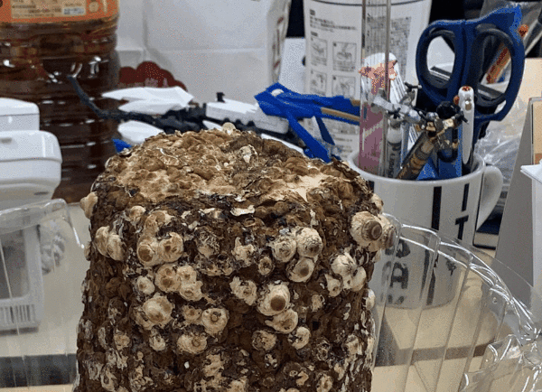 オフィスでしいたけは栽培できるのか？【家men編集部の気になるチャレンジ】