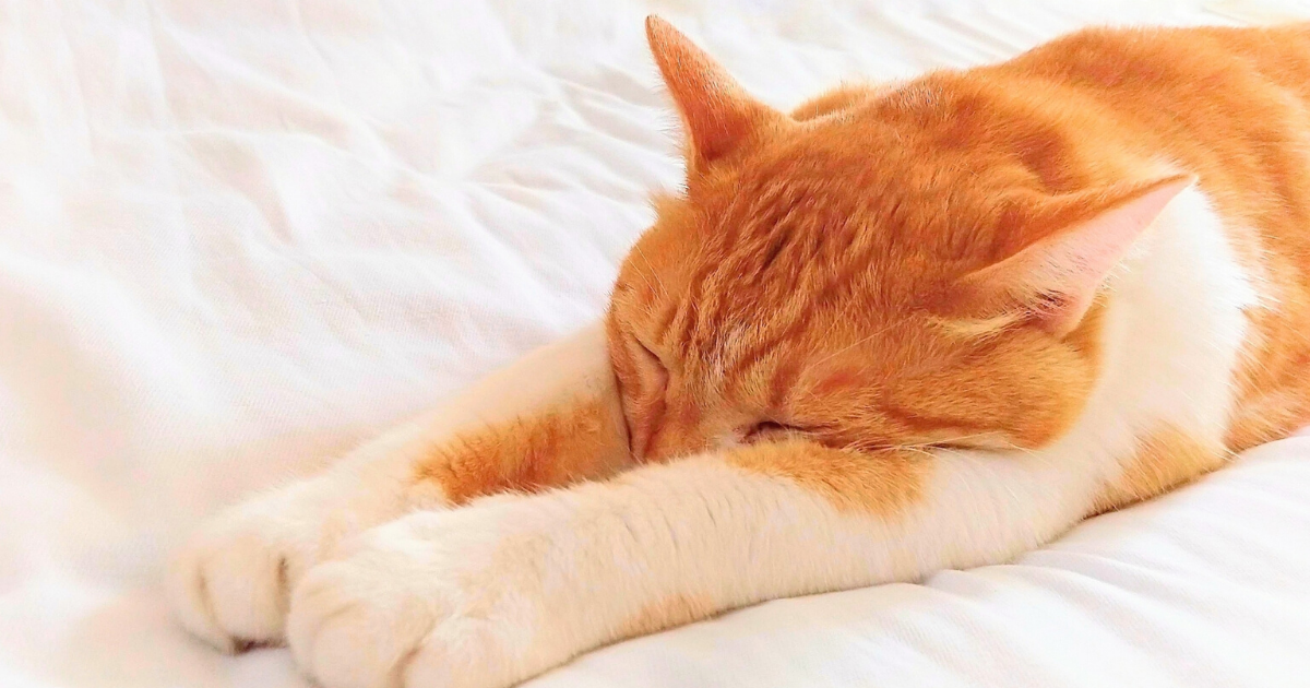 赤ちゃんの睡眠について知っておきたい基礎知識