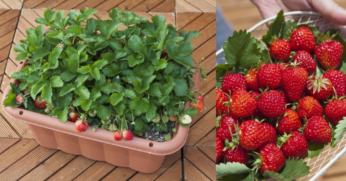 【初心者もOK】自宅でイチゴ狩りが楽しめる！プランターでイチゴを栽培する方法・育て方