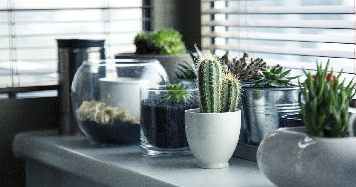 【観葉植物からガーデニングまで】ステイホームを快適に！暮らしに“緑”を取り入れるコツを専門家が解説