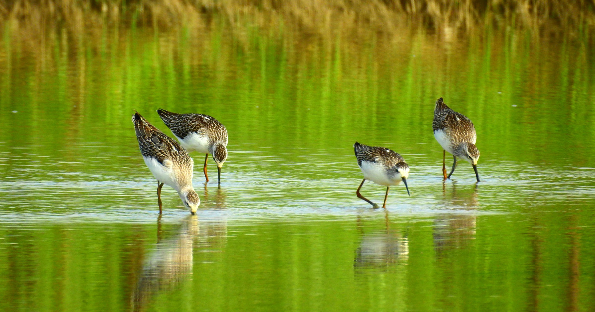 家men,趣味活,バードウォッチング