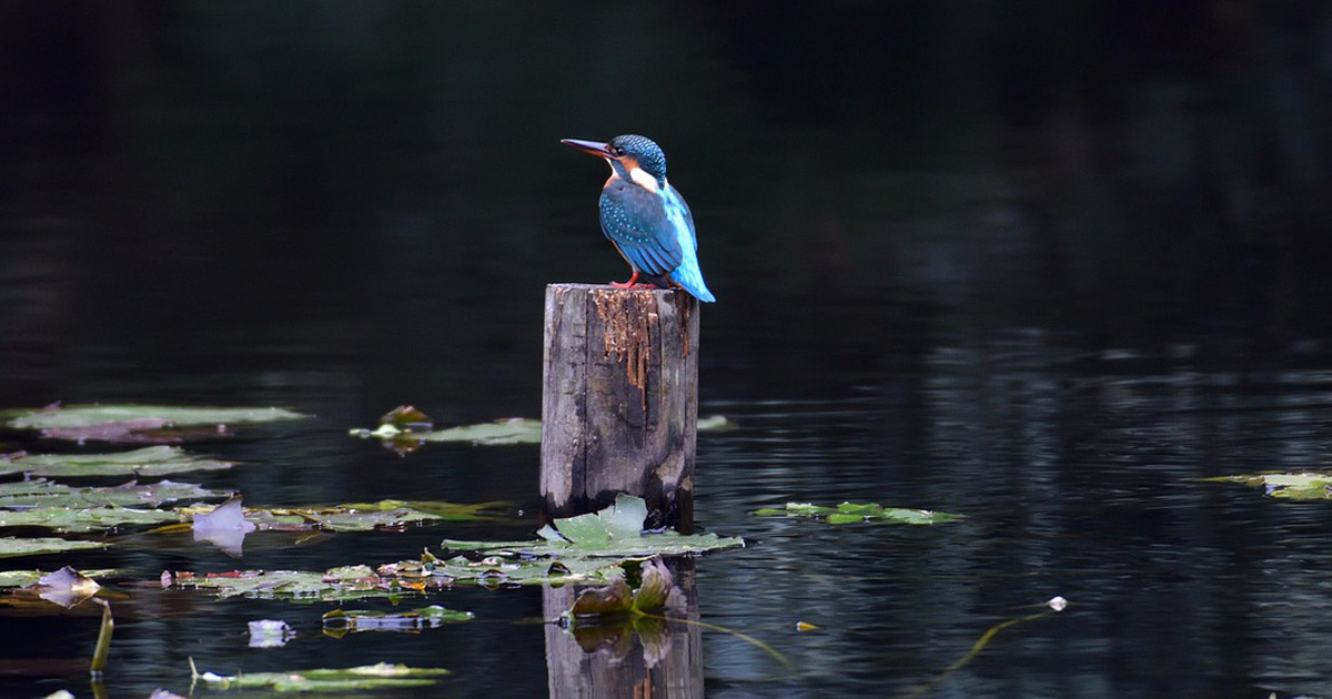 家men,趣味活,バードウォッチング