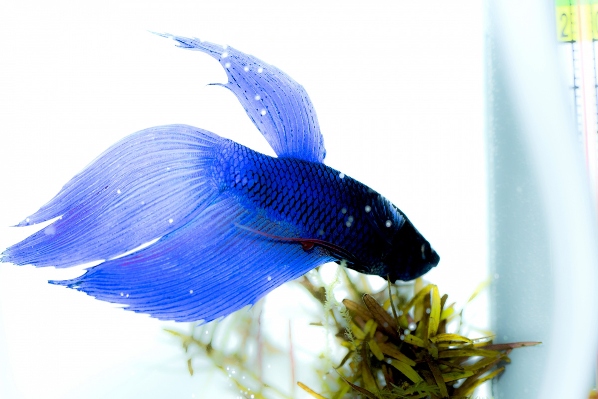 夫婦,ペット,夫婦仲,家men