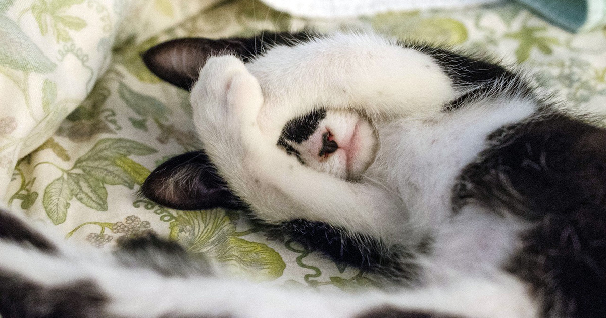 夫婦,ペット,夫婦仲,家men